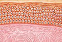 Profile of the human skin after applying Frei skin care intensive cream