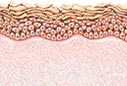 Profile of the human skin before applying Frei skin care intensive cream